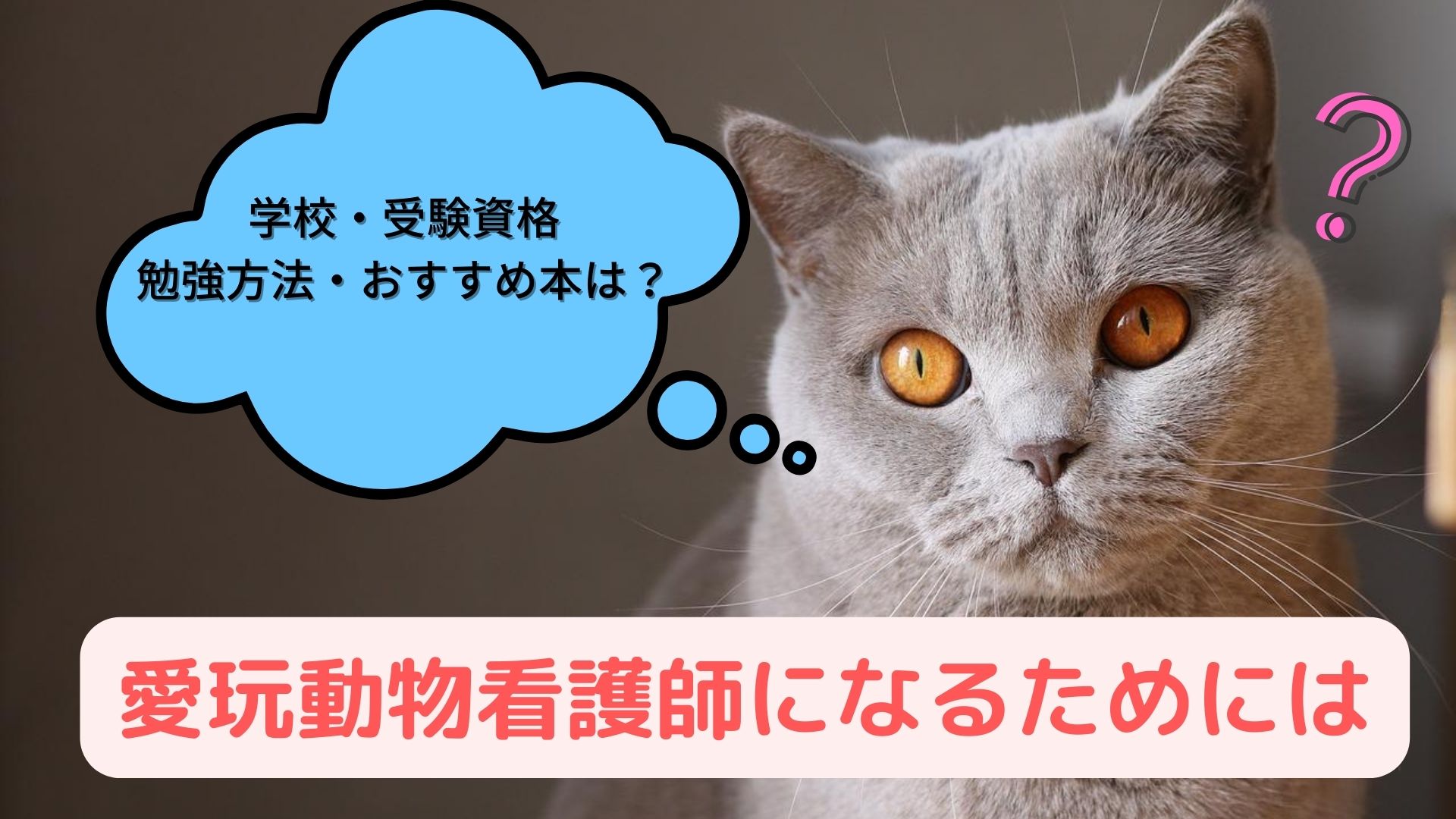 自転車 保護猫 ブログ 看護師 野田市